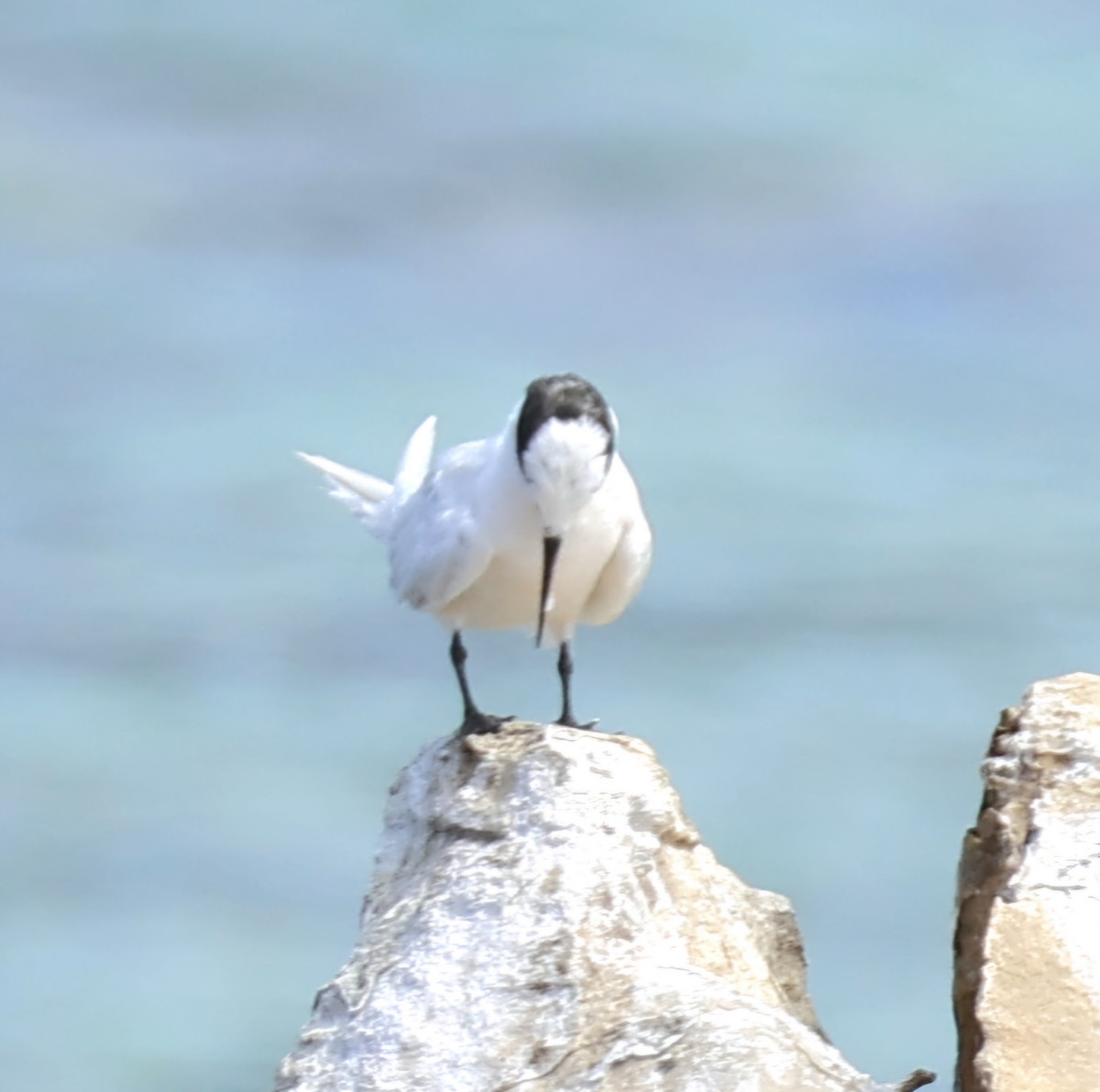 エリグロアジサシ - ML647926932