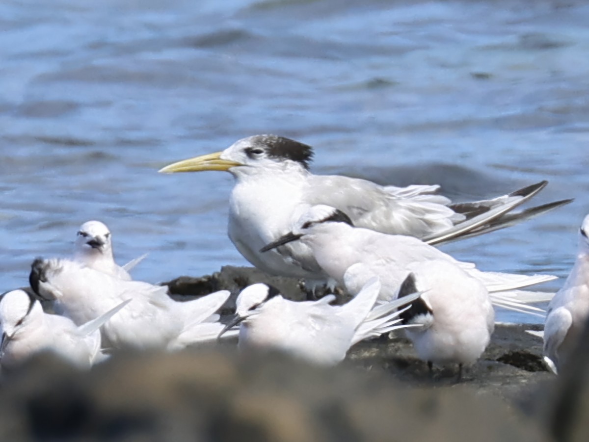 オオアジサシ - ML647926966