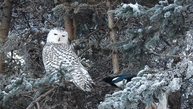 Schneeeule - ML647926985