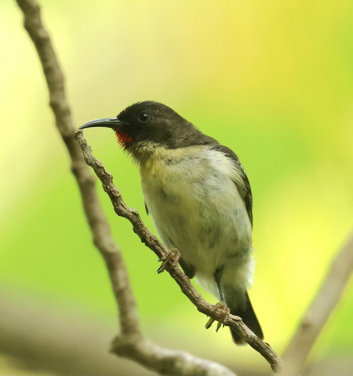 フィジーミツスイ - ML647926989