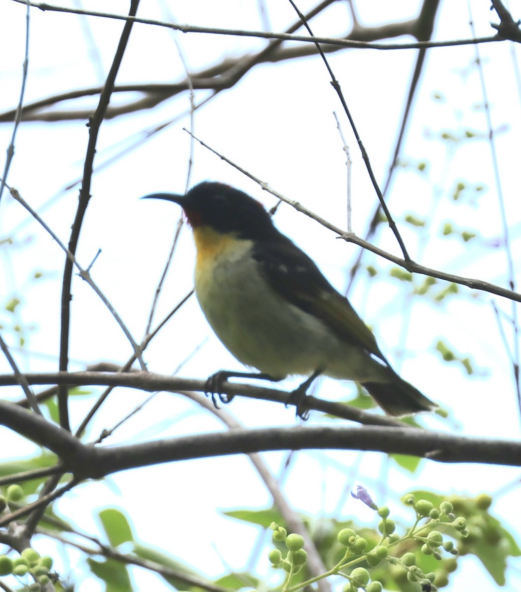 フィジーミツスイ - ML647926990