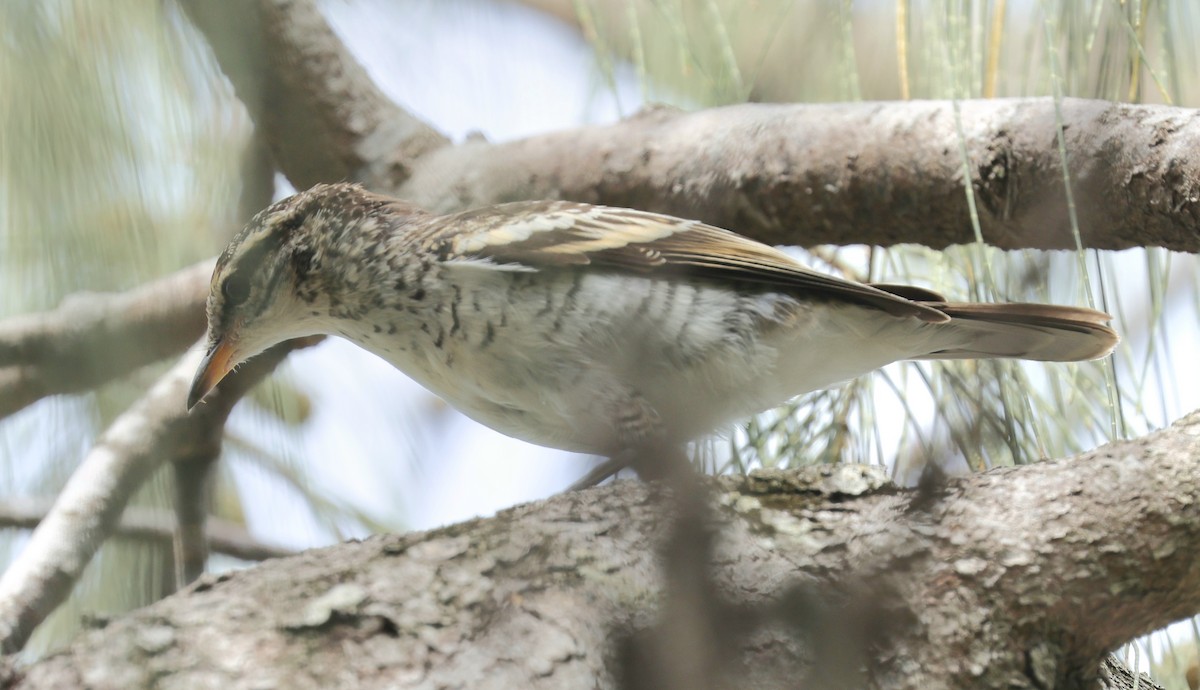 ポリネシアナキサンショウクイ - ML647927006