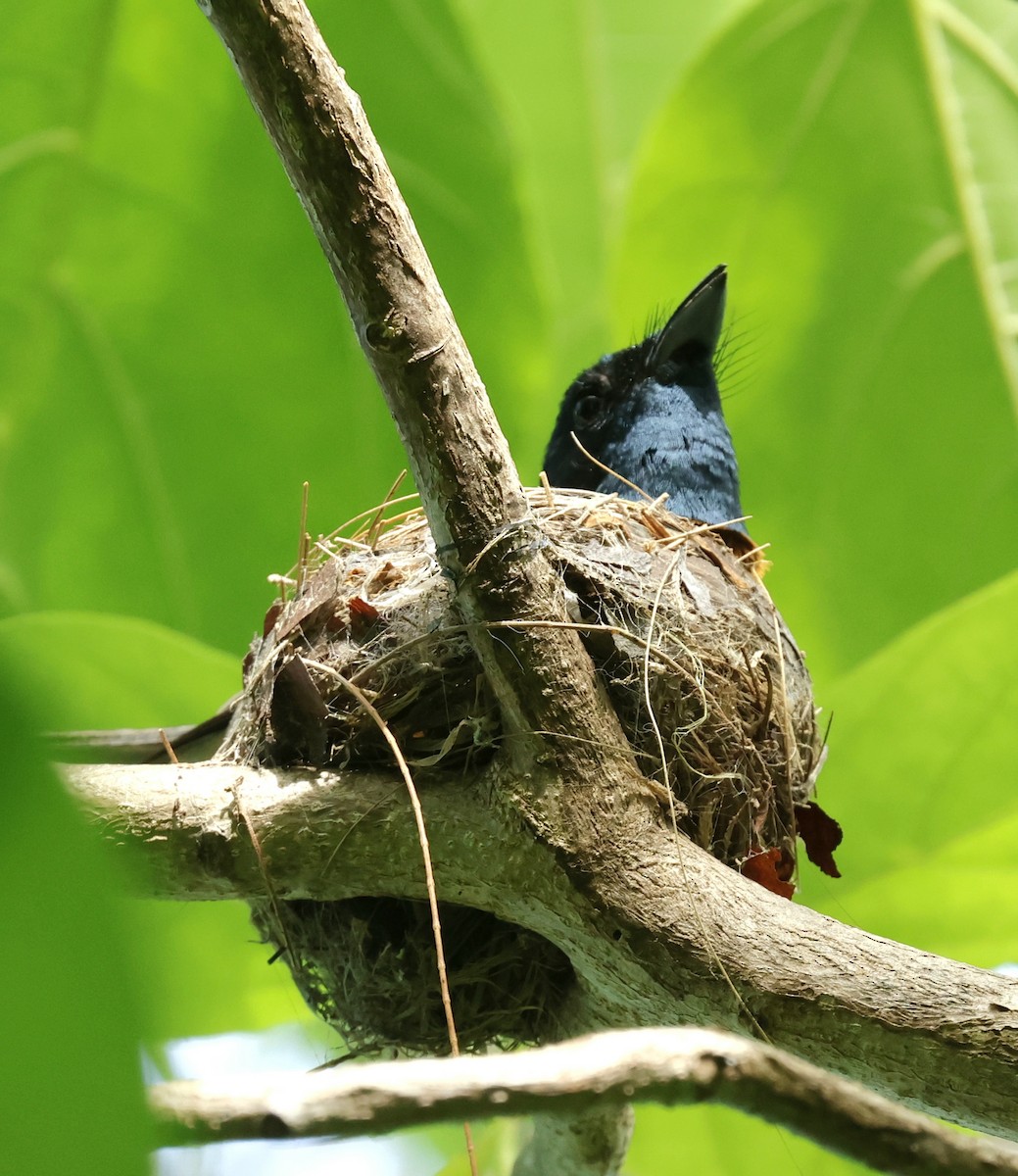 アカハシヒラハシ - ML647927022