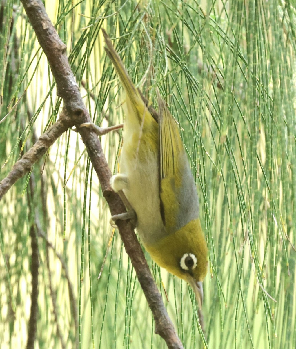 ハイムネメジロ - ML647927100