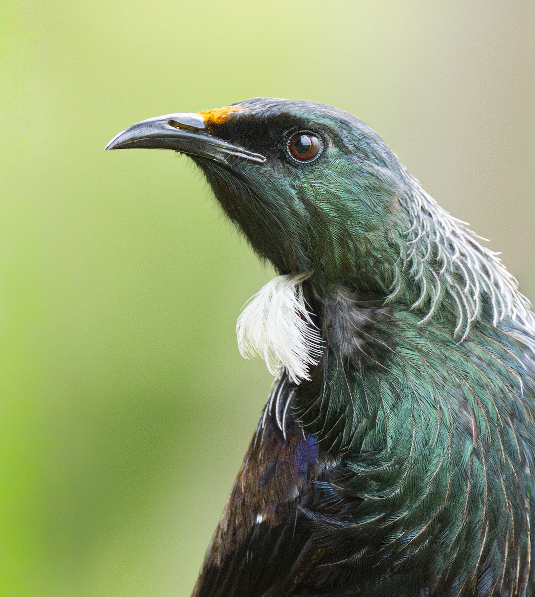 Méliphage tui - ML647929634