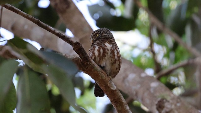 Collared Owlet - ML647930308