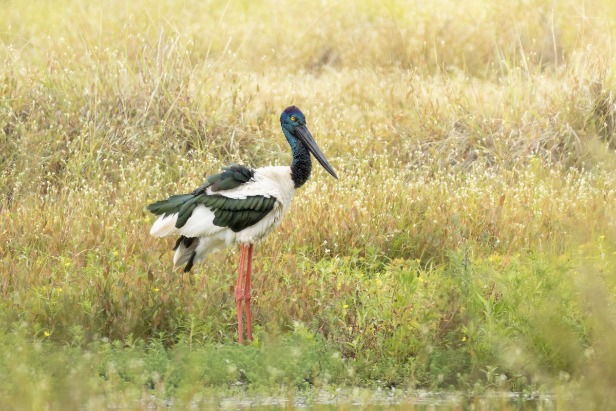 Riesenstorch - ML647931083