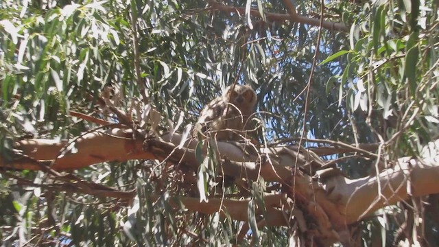 Great Horned Owl - ML647931342