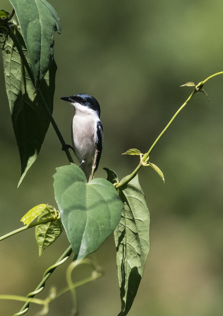 Bar-winged Flycatcher-shrike - ML647931378