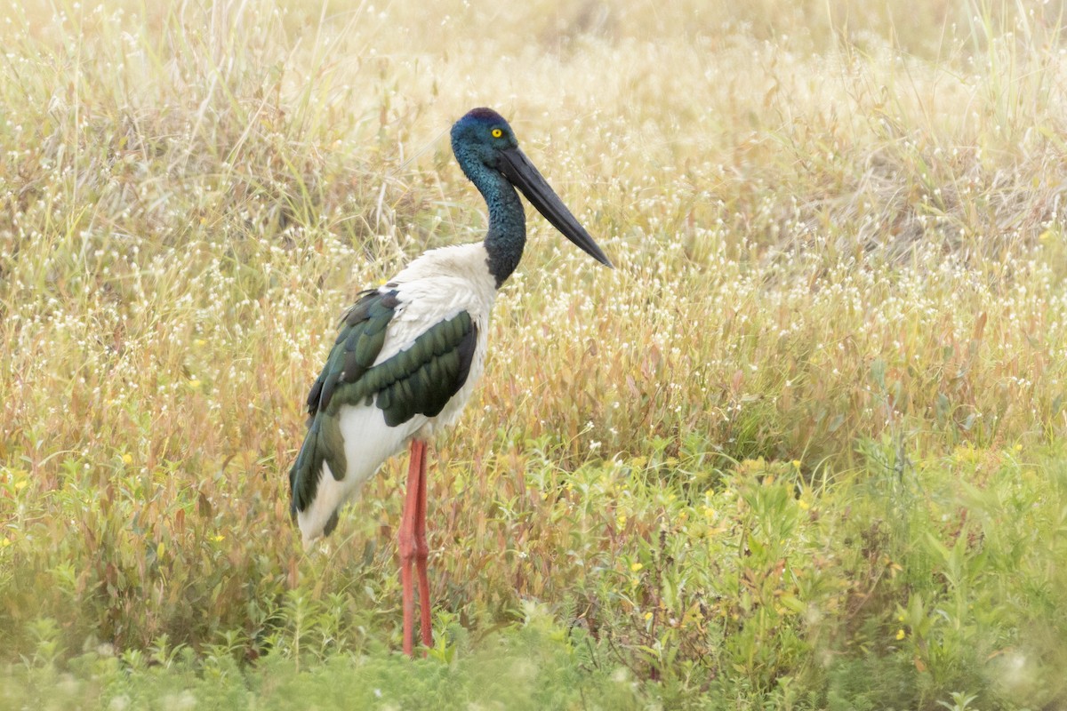 Riesenstorch - ML647931394