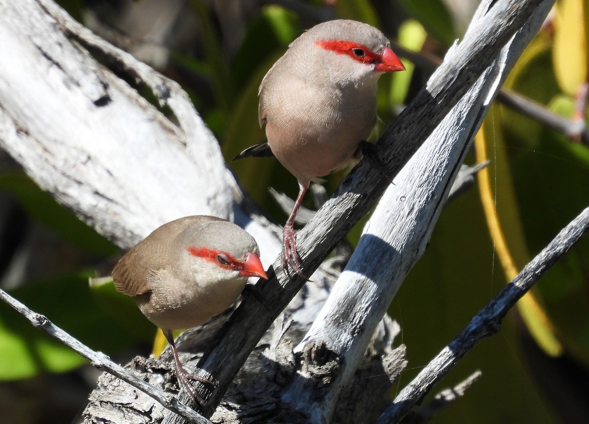 Black-rumped Waxbill - ML647931938