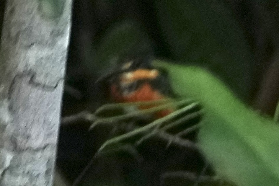 American Pygmy Kingfisher - ML647932384