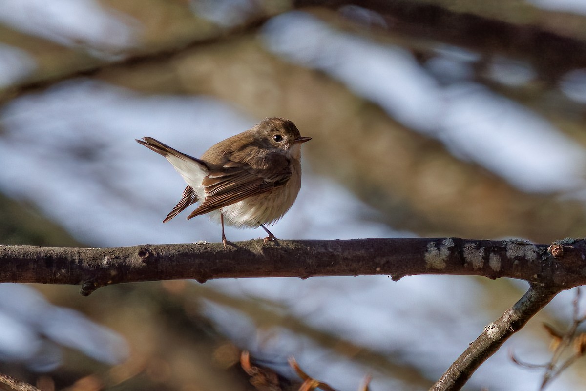 חטפית טאיגה - ML647933374