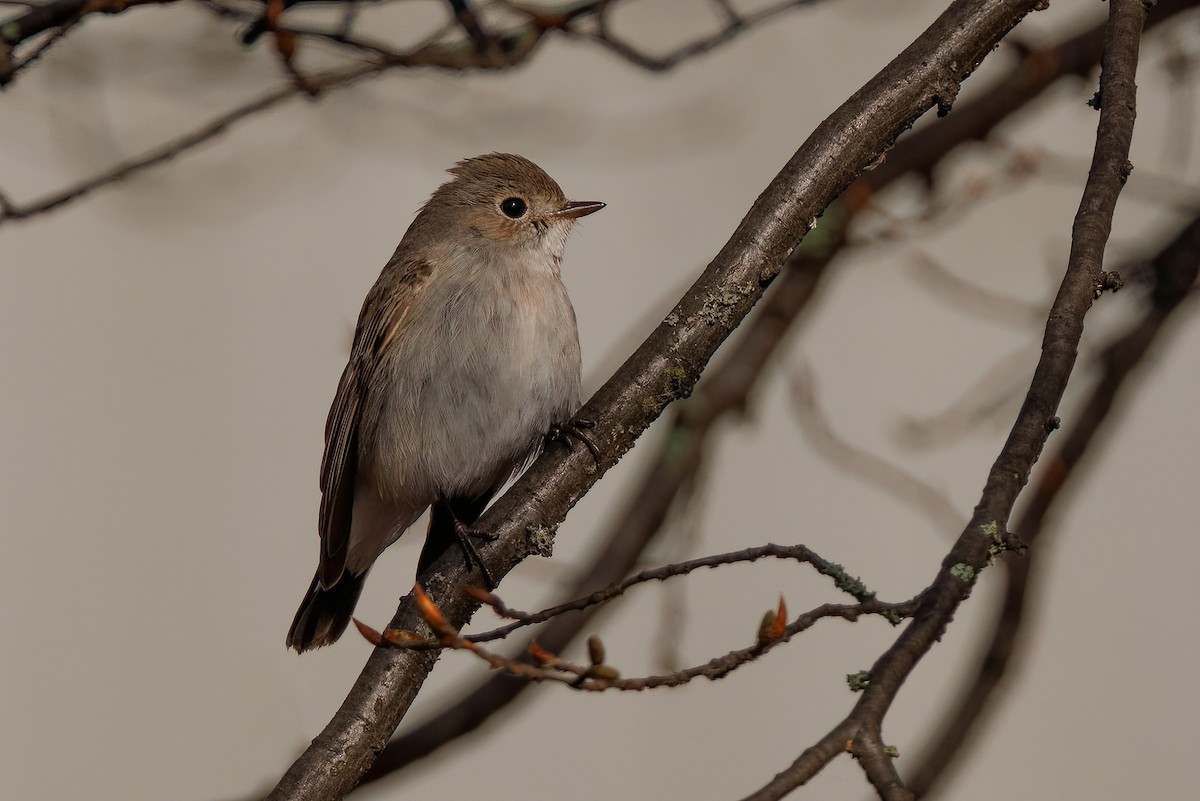 חטפית טאיגה - ML647933375