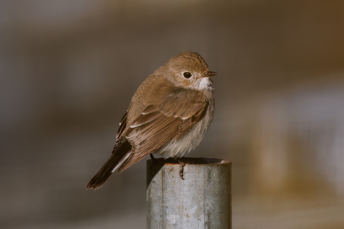חטפית טאיגה - ML647933377