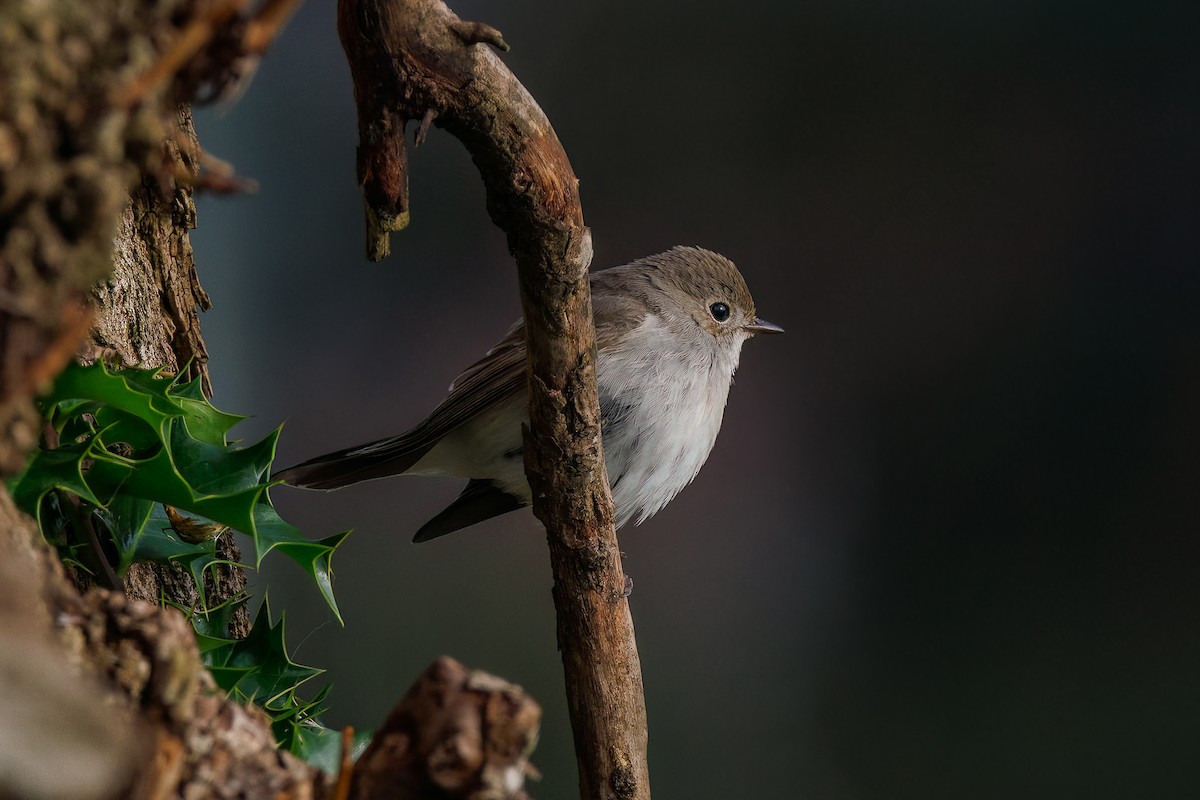 חטפית טאיגה - ML647933378