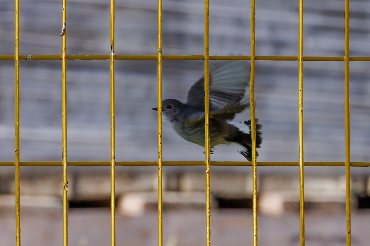 חטפית טאיגה - ML647933379