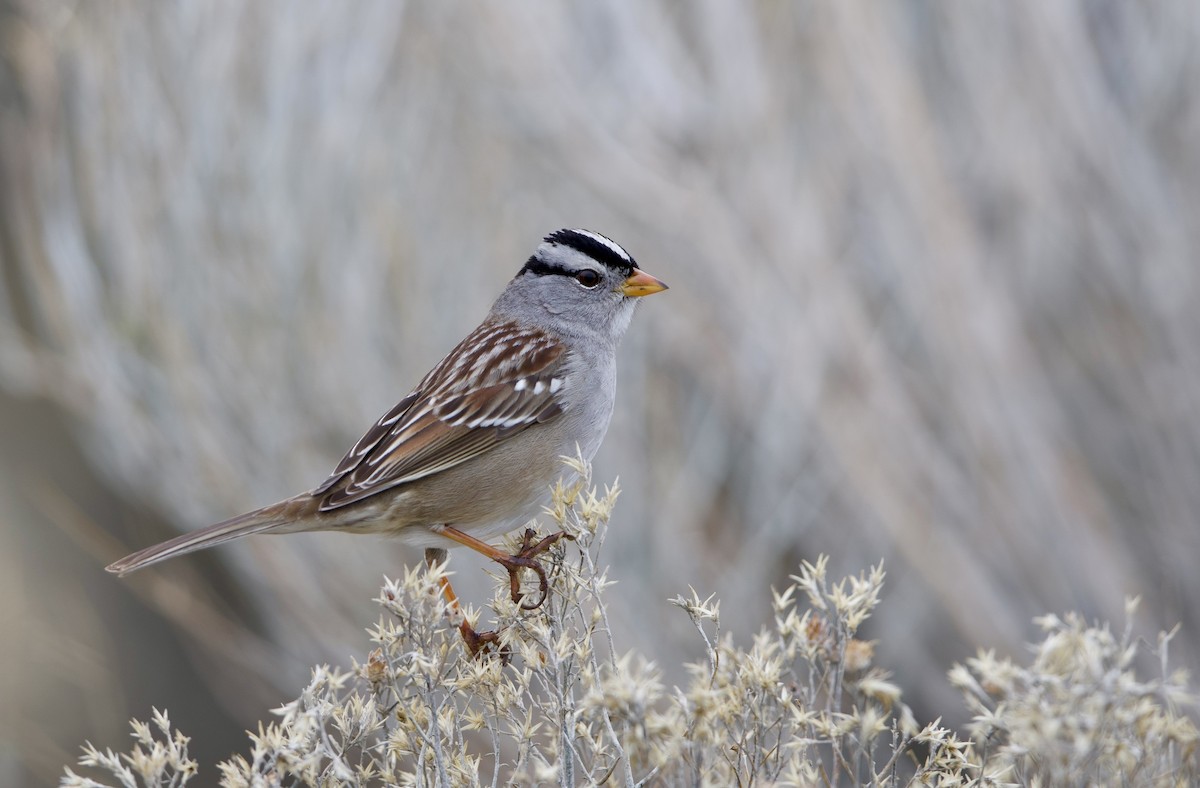Белобровая овсянка - ML647934207
