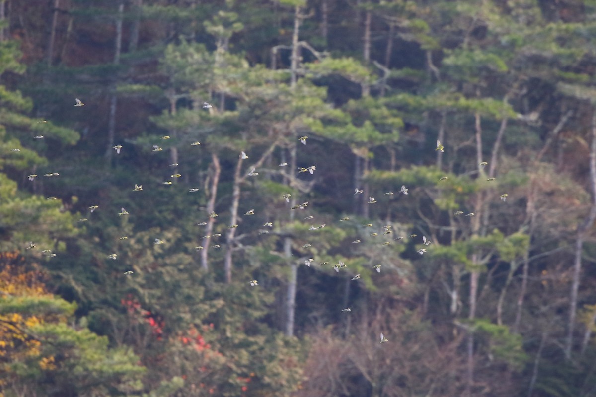 Eurasian Siskin - ML647934900