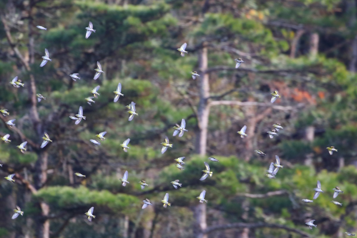 Eurasian Siskin - ML647934939