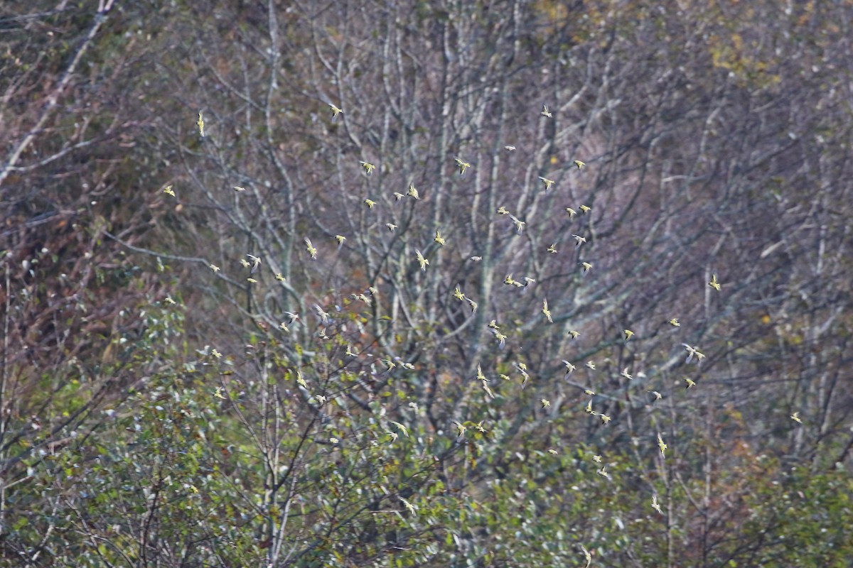 Eurasian Siskin - ML647935004