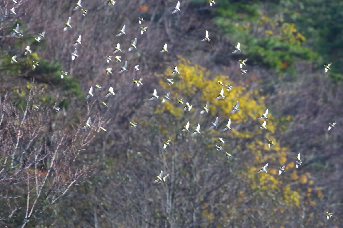 Eurasian Siskin - ML647935019