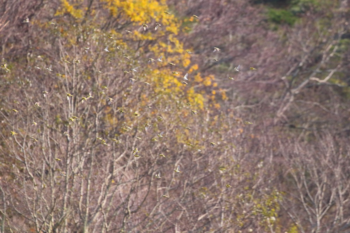 Eurasian Siskin - ML647935128