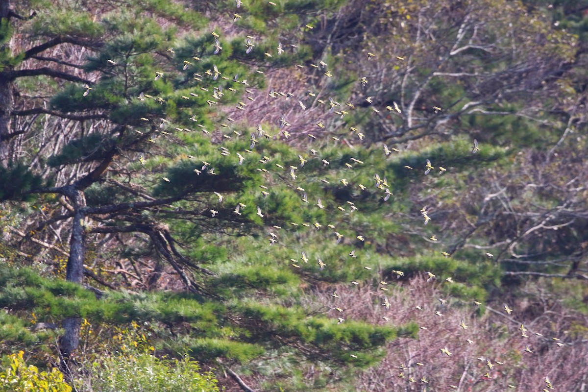 Eurasian Siskin - ML647935274