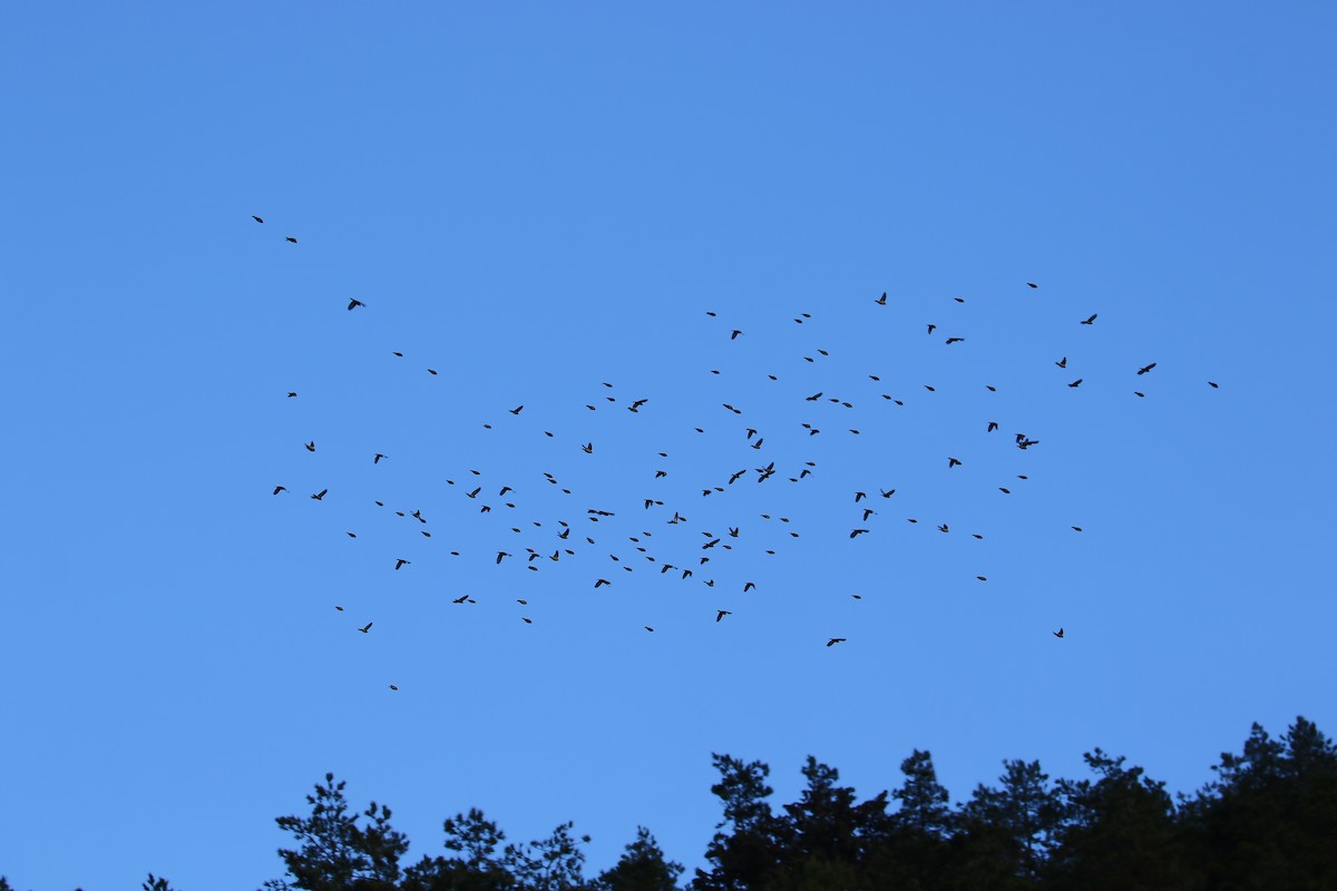 Eurasian Siskin - ML647935466