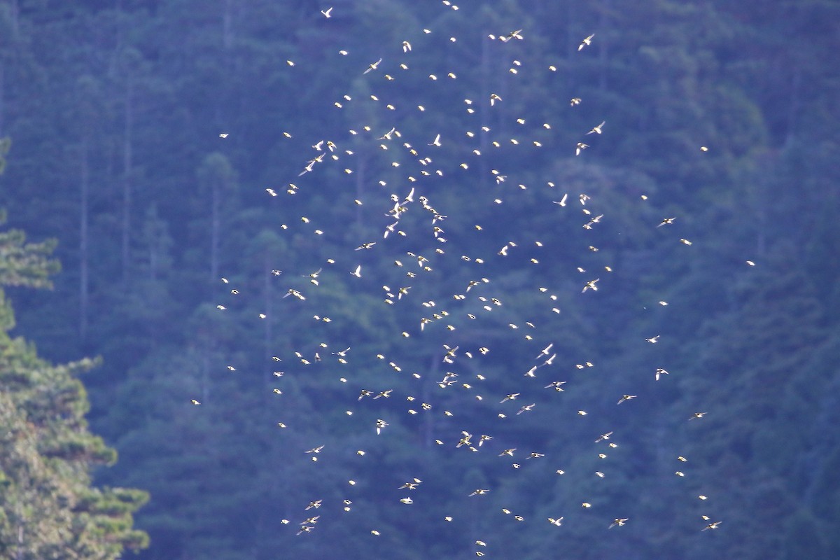 Eurasian Siskin - ML647935721