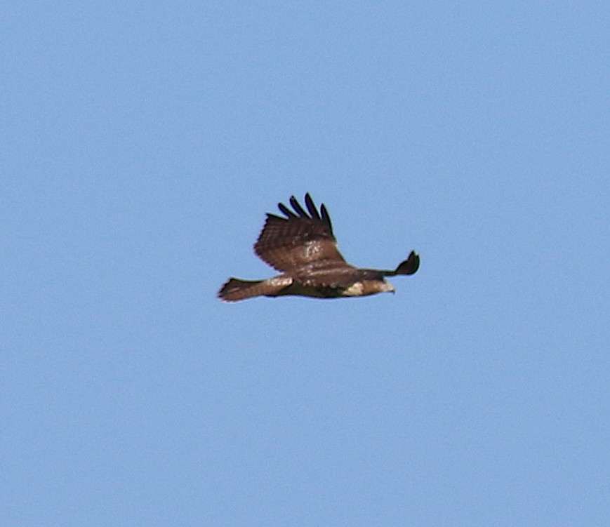 Red-tailed Hawk - ML64793591