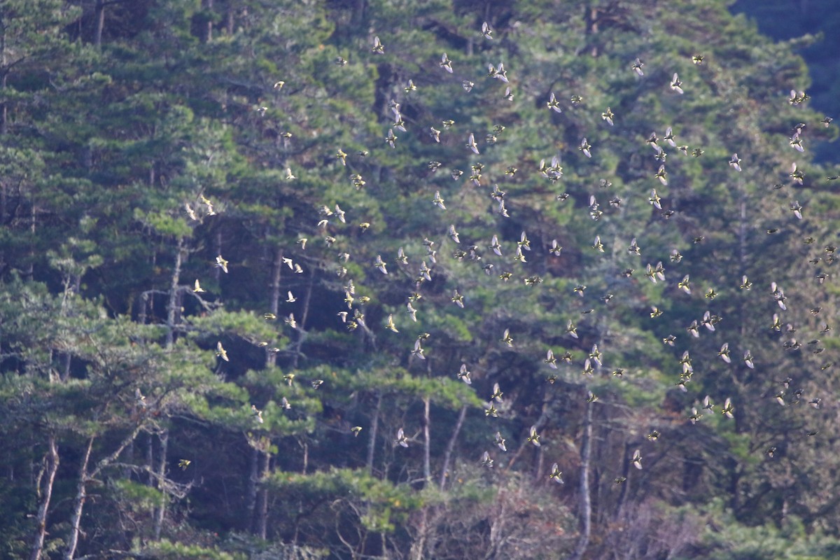 Eurasian Siskin - ML647935913