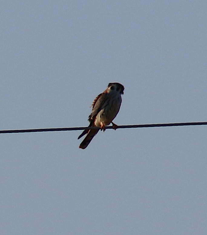 American Kestrel - ML64793611