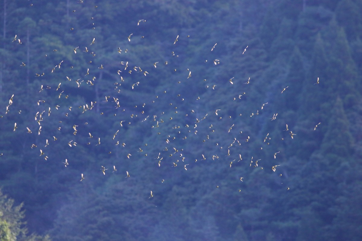 Eurasian Siskin - ML647936199