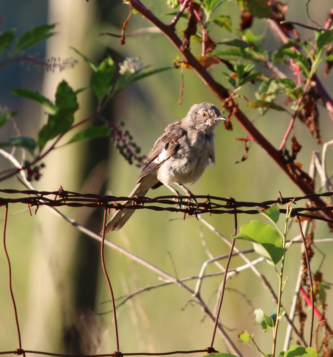 Northern Mockingbird - ML64793631