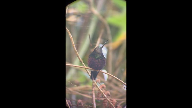 Blue-throated Starfrontlet - ML647936487