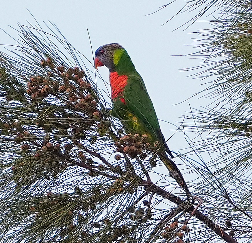 Лорікет веселковий - ML647938362