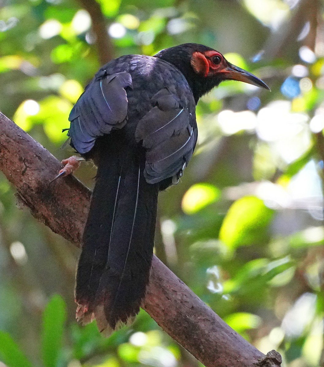 Crow Honeyeater - ML647938978