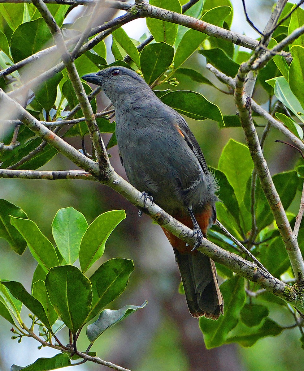 New Caledonian Cuckooshrike - ML647938997