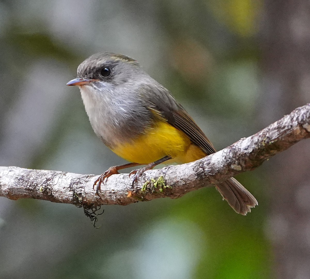Yellow-bellied Flyrobin - ML647939012