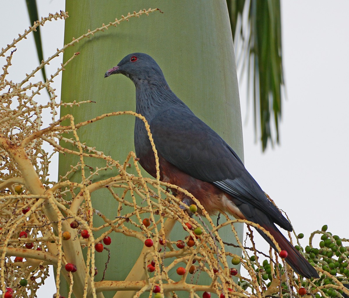 New Caledonian Imperial-Pigeon - ML647939048