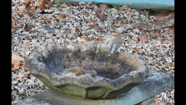 Sedir İpekkuyruğu - ML647939329