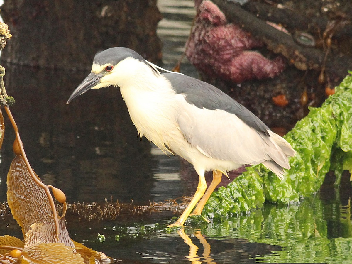 Black-crowned Night Heron - ML64793941