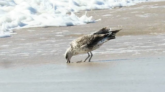 Клуша - ML647941791