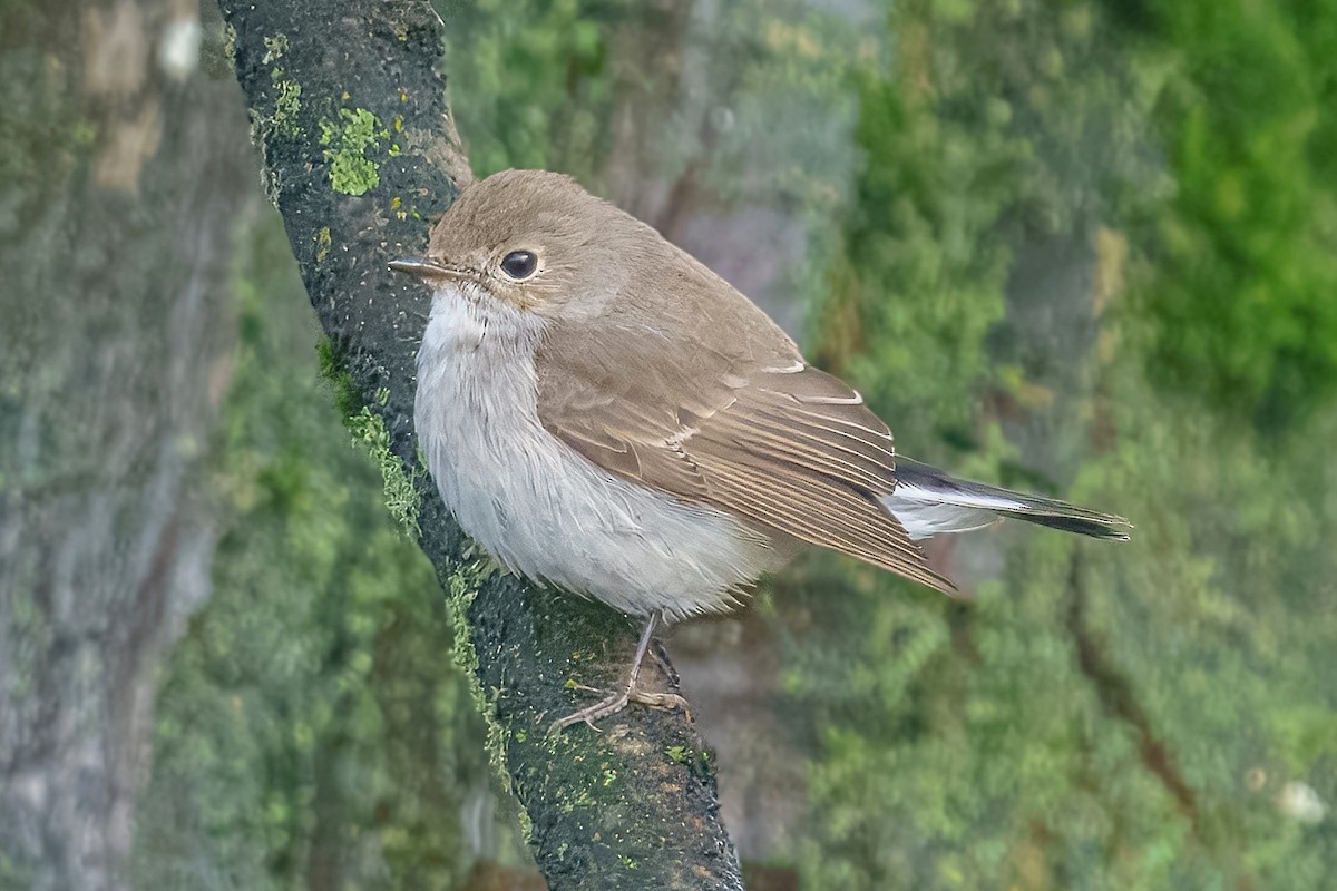 Taiga Flycatcher - ML647941840