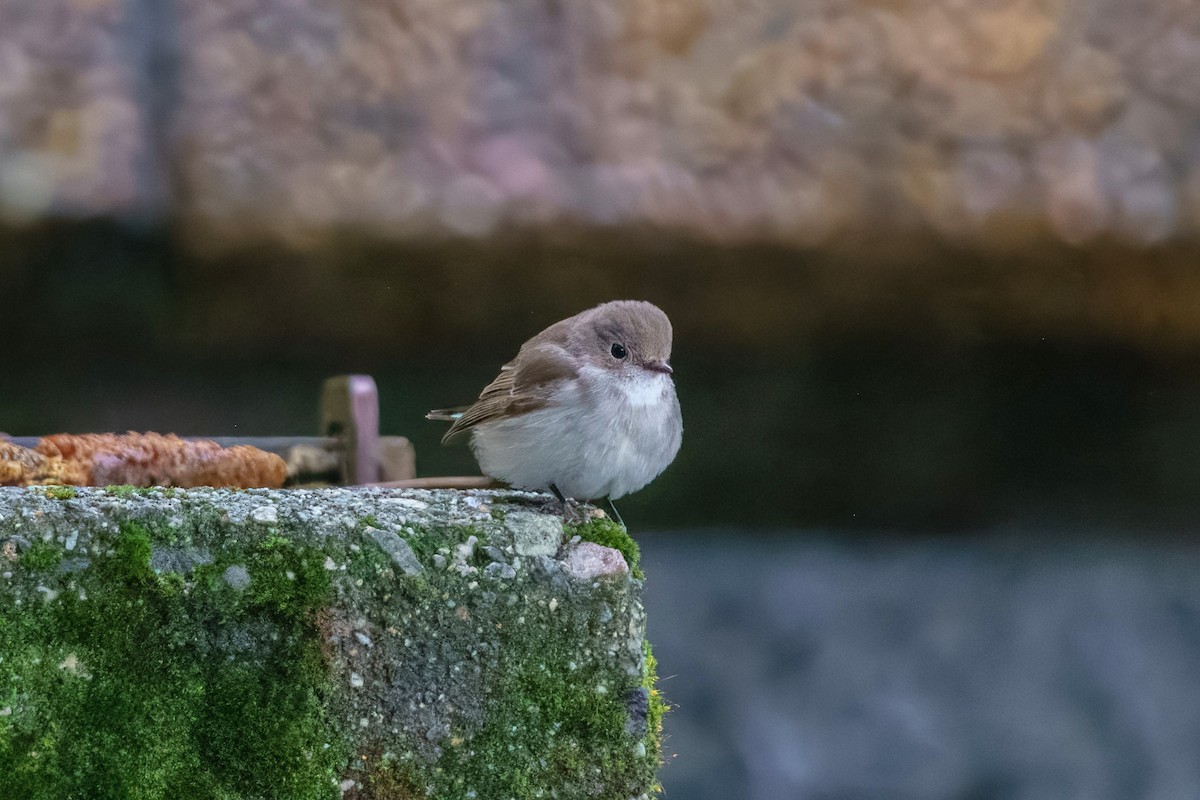 Taiga Flycatcher - ML647941841