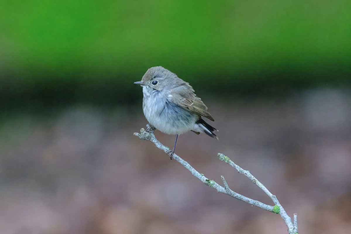 Taiga Flycatcher - ML647941842