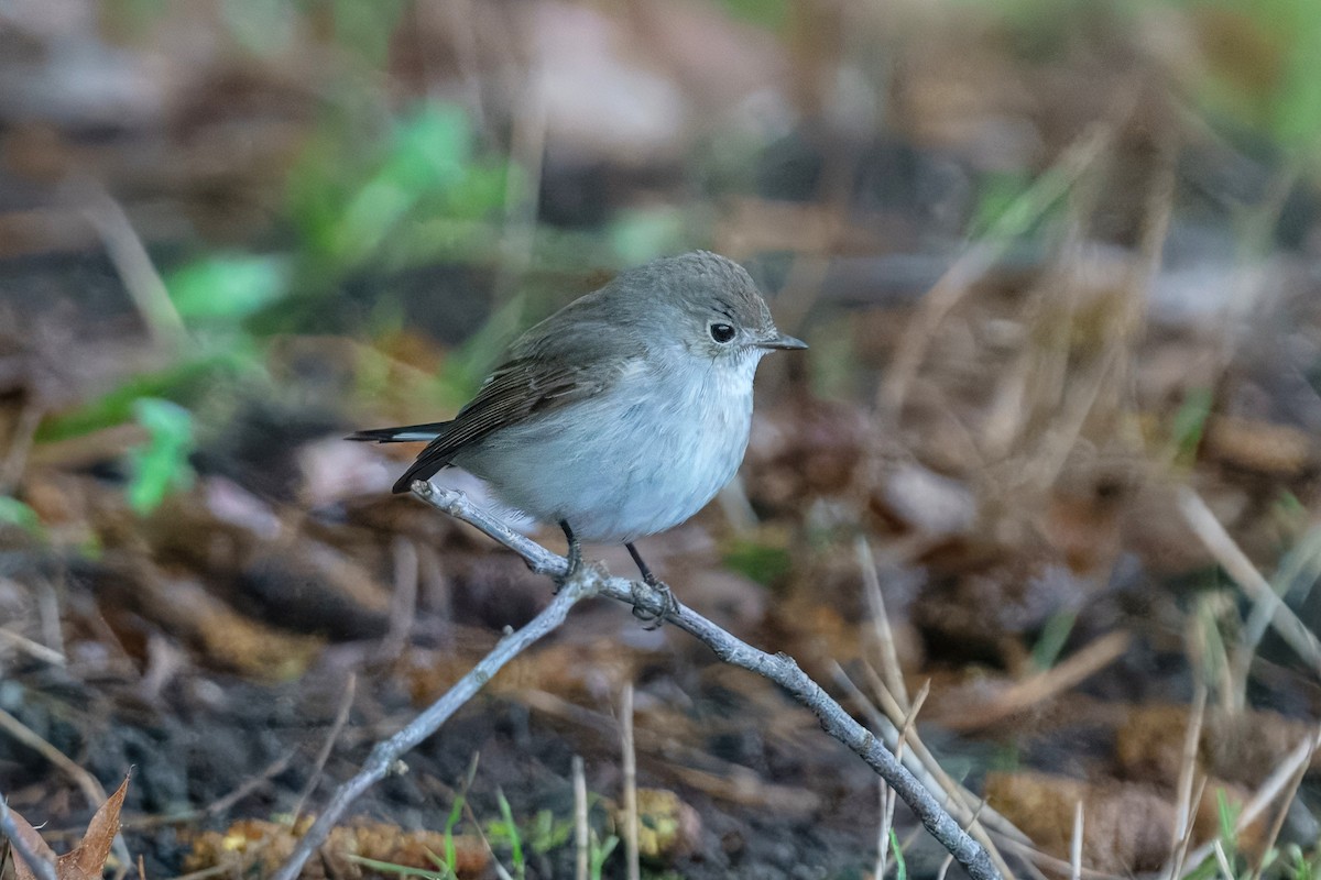 Taiga Flycatcher - ML647941844