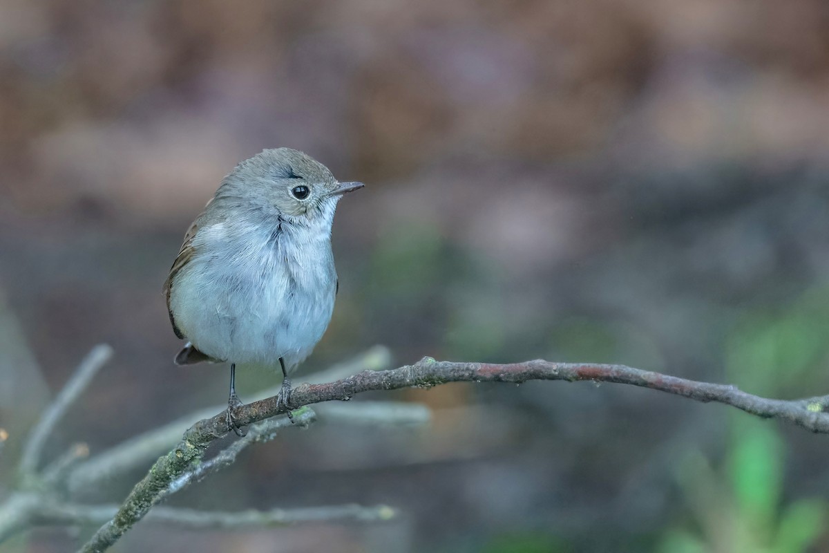 Taiga Flycatcher - ML647941845