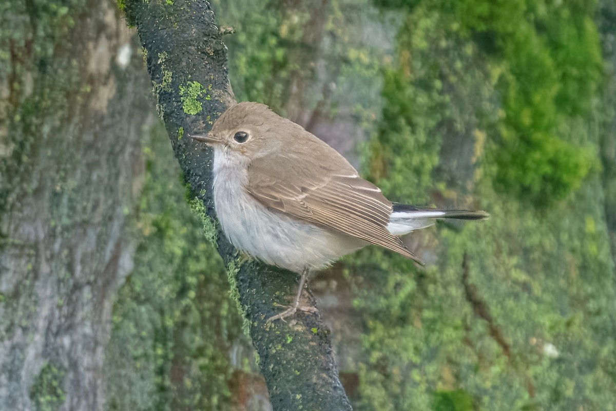 Taiga Flycatcher - ML647941846